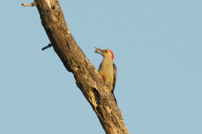 Red-Bellied Woodpecker with ? (egg? )