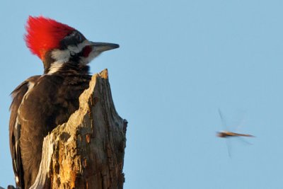Pileated Woodpecker with dragonfly