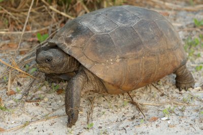 Gopher Tortoise at a dead run