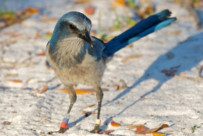 Florida Scrub-Jay