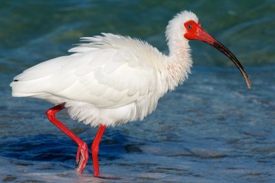 fluffed-up White Ibis