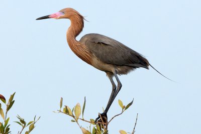 Reddish Egret on mangrove