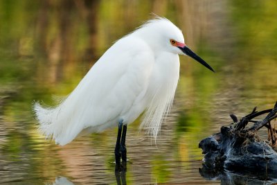 Snowy Egret with red lores