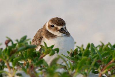 Wilson's Plover