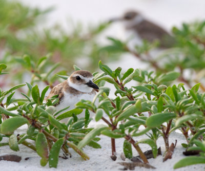 Wilson's Plover at dawn