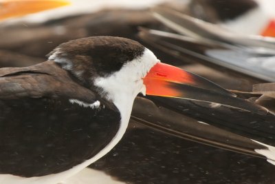 Black Skimmers in blowing sand
