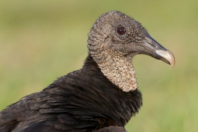 Black Vulture close-up