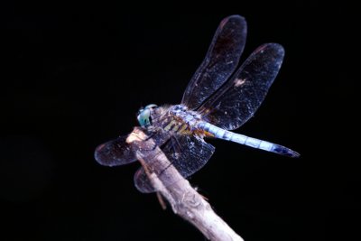 Blue Dasher dragonfly