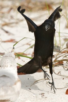 Fish Crow dance