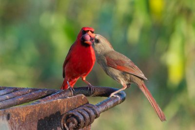 Northern Cardinal feeding mate 1