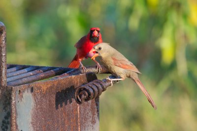 Northern Cardinal feeding mate 2
