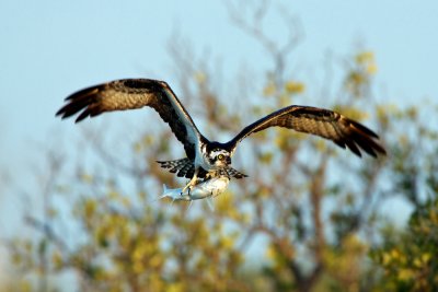 Osprey bringing breakfast