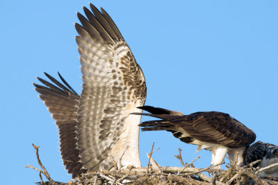 Ospreys have huge wings