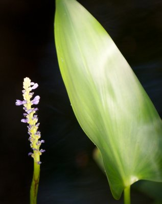 Pickerelweed