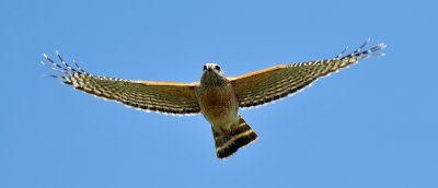 Red-Shouldered Hawk in flight