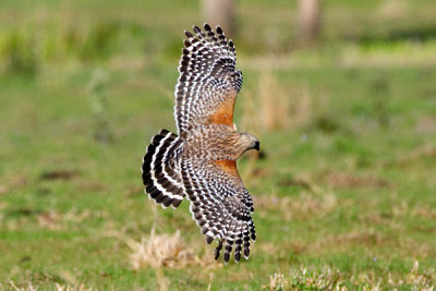 Red-Shouldered Hawk landing