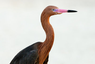 Reddish Egret close-up