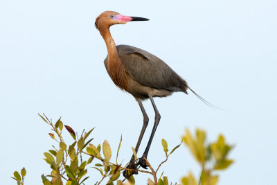 Reddish Egret on mangrove