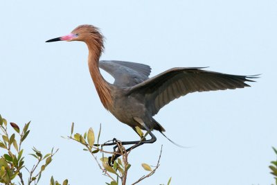 Reddish Egret on mangrove