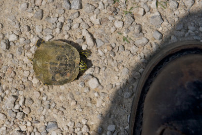 tiny Turtle and my toe