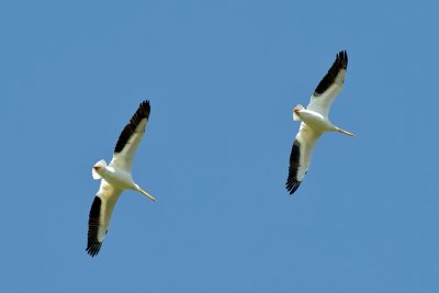 White Pelicans overhead