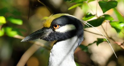 Yellow-Crowned Night Heron