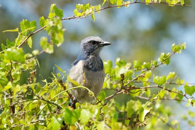 Florida Scrub-Jay