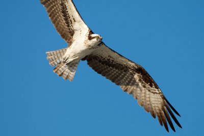 Osprey in flight