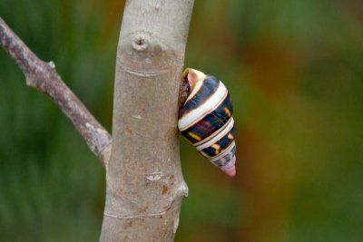 Everglades NP Pinelands Trail - Tree Snails, etc.