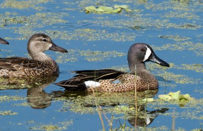 Teals (blue-winged and green-winged)