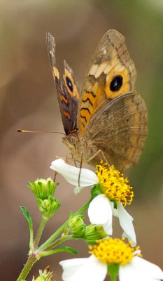 Butterfly - Common Buckeye