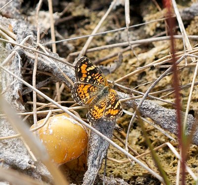 Butterfly - Phaon Crescent