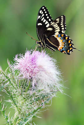 Butterfly - Palamedes Swallowtail