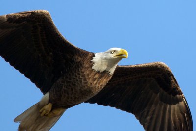 Bald Eagle in flight