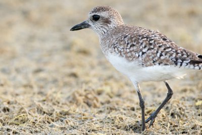 Black-Bellied Plover