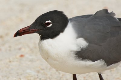Laughing Gull close-up