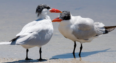 Caspian Tern teenager.jpg