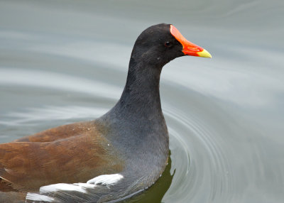 Common Moorhen.jpg