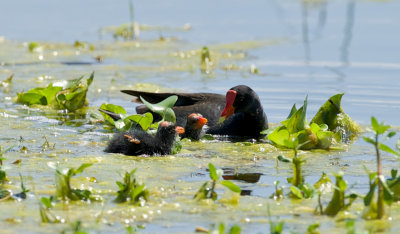 Common Moorhen parent and chicks