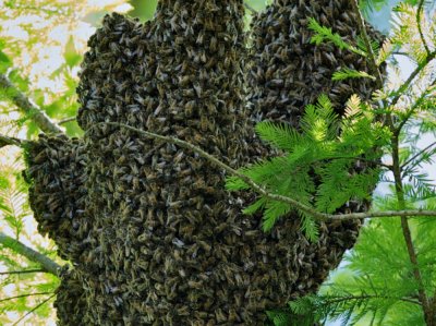 Bee swarm close-up