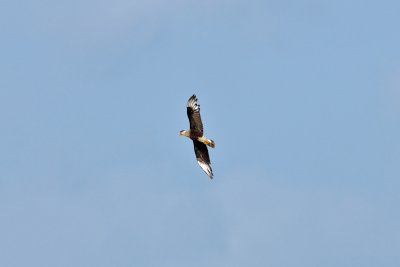 Crested Caracara in flight