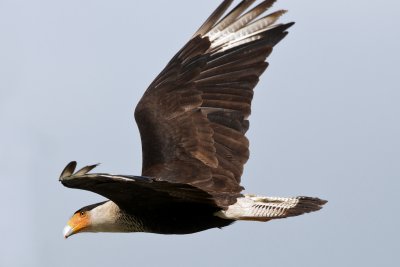 Crested Caracara in flight