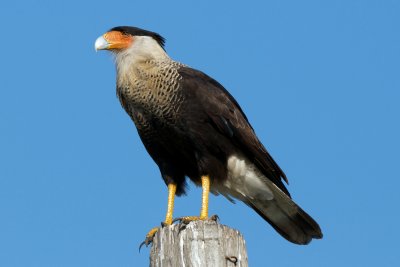 Crested Caracara perched