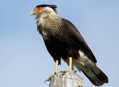 Crested Caracara perched