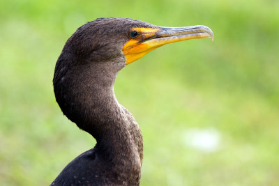 Double-Crested Cormorant awake