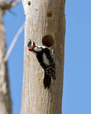 Downy Woodpecker at nest