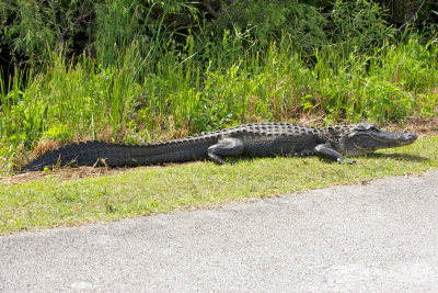 Gator Crossing 17