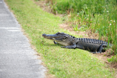 Gator Crossing 2