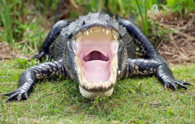 Gator Crossing