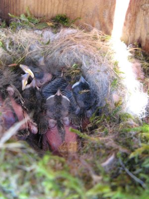 Black-Capped Chickadee nestlings.jpg